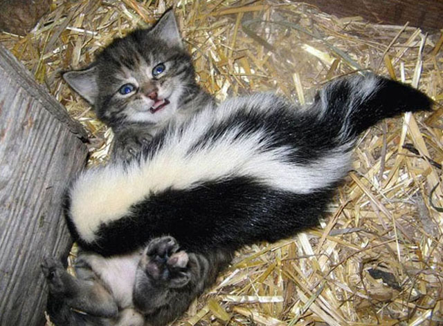 kitty skunk.jpg